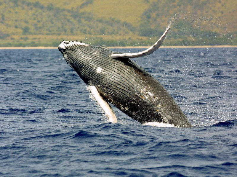 Humpback Whale 1